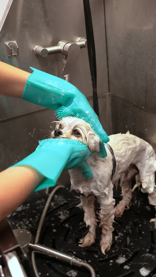 A small dog being lathered with teal grooming gloves in the tub