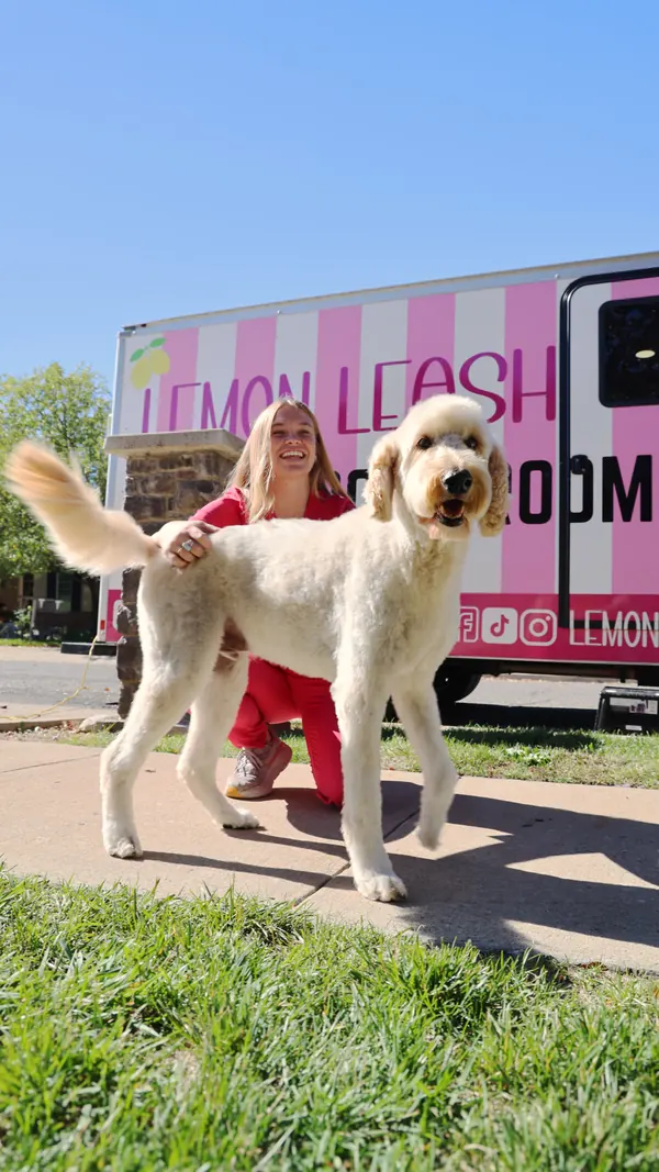 A freshly groomed large cream doodle with Camrie