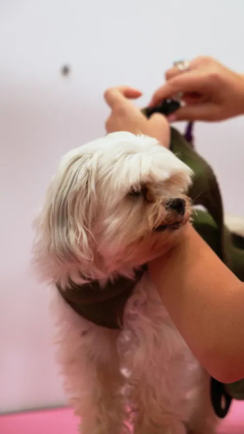 A relaxed small white dog resting in a grooming hammock