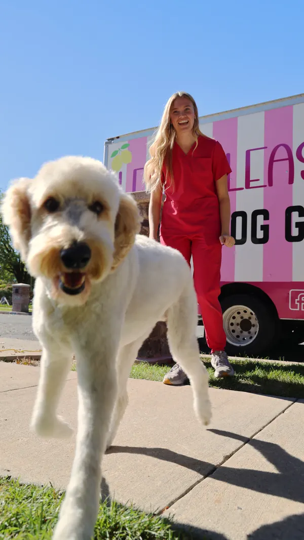 A happy doodle trotting on the sidewalk after a groom