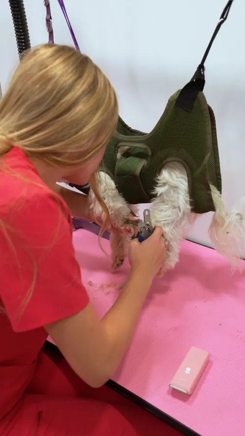 Camrie trimming a small dog's nails while it rests in a hammock