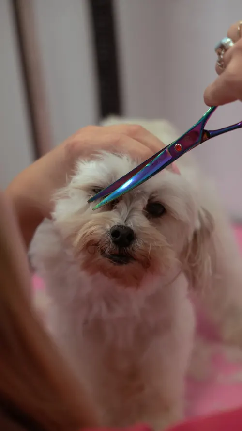 Camrie scissoring around a small white dog's eyes